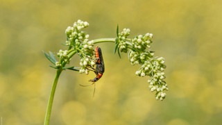 Cantharis rustica (Cantharide rustique)