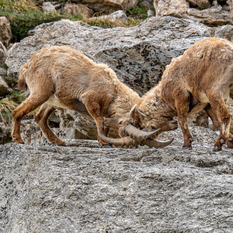 Capra ibex (Le Bouquetin des Alpes)
