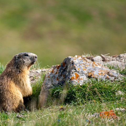 Marmota marmota (La Marmotte)-