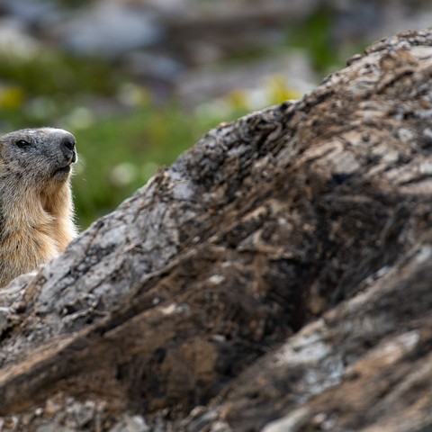 Marmota marmota (La Marmotte)
