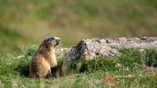 Marmota marmota (La Marmotte)-