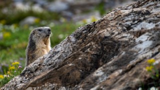 Marmota marmota (La Marmotte)