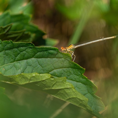 Platycnemis latipes (Agrion blanchâtre) femelle