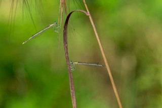 Platycnemis latipes (Agrion blanchâtre) mâle