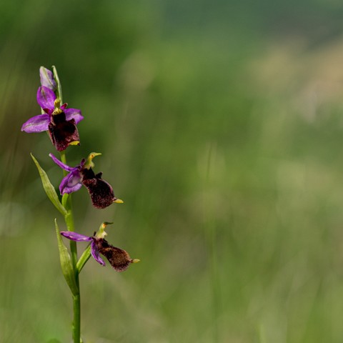 Ophrys fuciflora forme noire