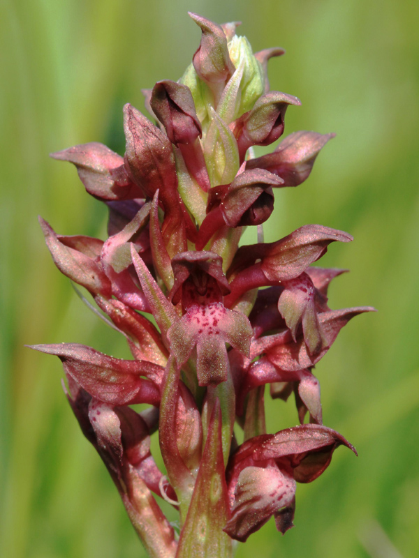 F0010Coriophora La Motte d'Aveillans38 110511 03