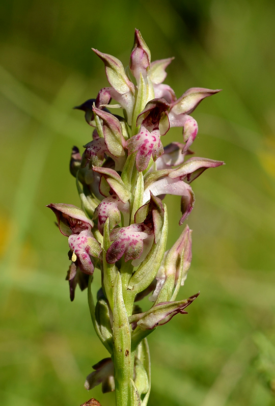 F0020Anacamptis coriophora ssp fragans 2012 05 25 Saint Peray edetrez (2)a