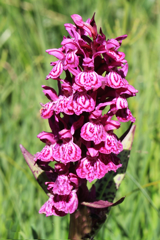 F0170Alpestris Alpe d'Huez 38 JBY 180712 03