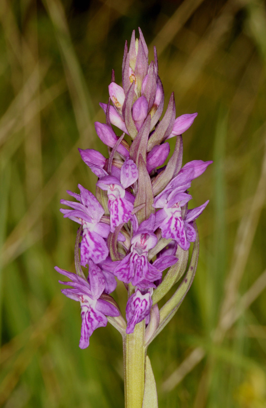 F0180dacang 25 05 2011 SteEuphémiesurOuvèze26 GS004