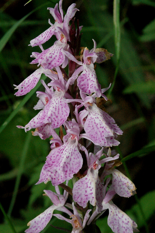 10 Dmaculata ericetorumLesVans07 3 6 07D4977