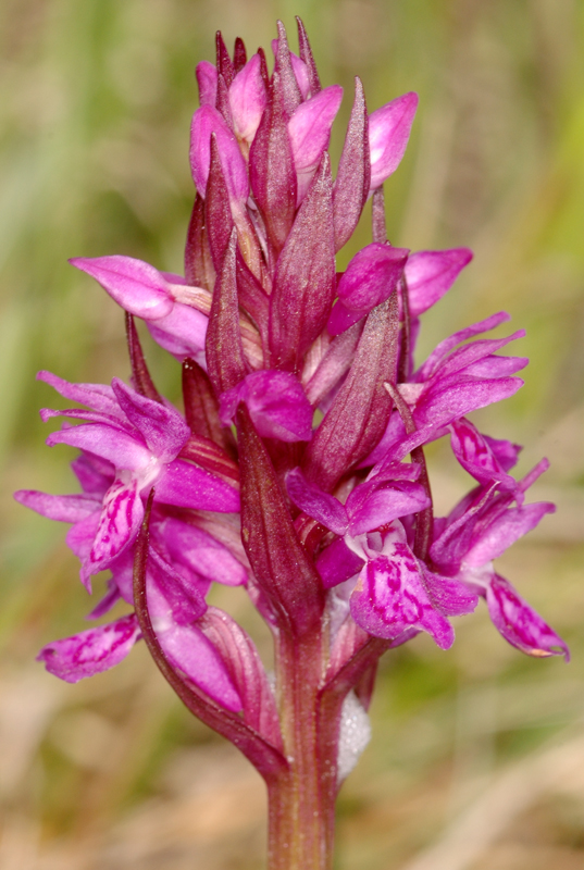 F0250dacmaj 04 05 2009 Montjoyer26 GSDSC 0104