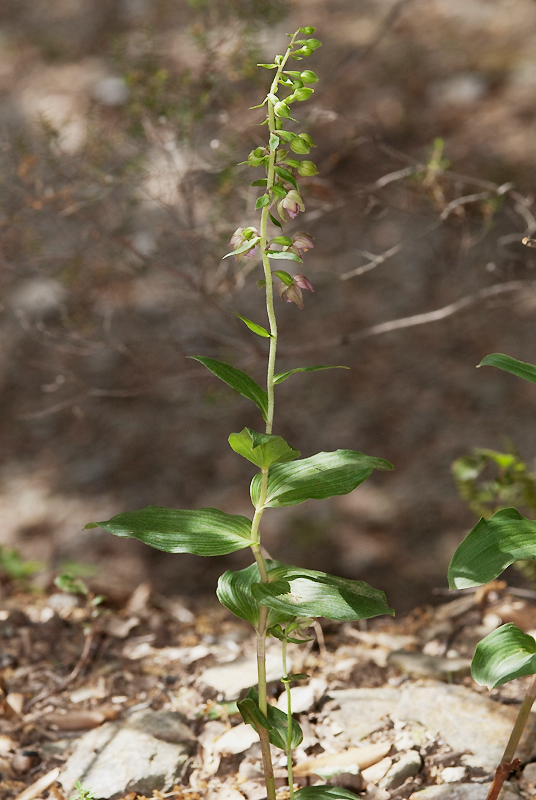40 2014 06 09 4619 E. helle castanearum Malarce sur la THinesAG