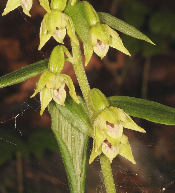 F0360epilep 11 07 2011 Barbières26 GS074