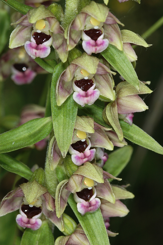 F0440epitre 03 06 2009 Taulignan26 088