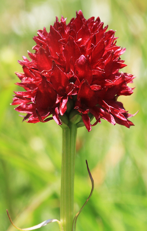 F0470Austriaca Ornon 08 JBY 180714 01