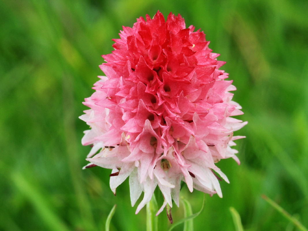 F0500Corneliana Chapareillan 38 JBY 150611 06