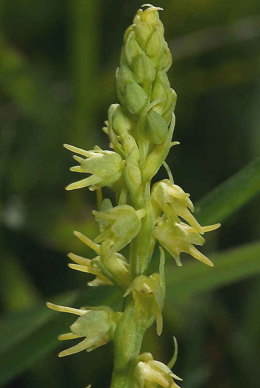 F0550herminium Champdor 01 AG