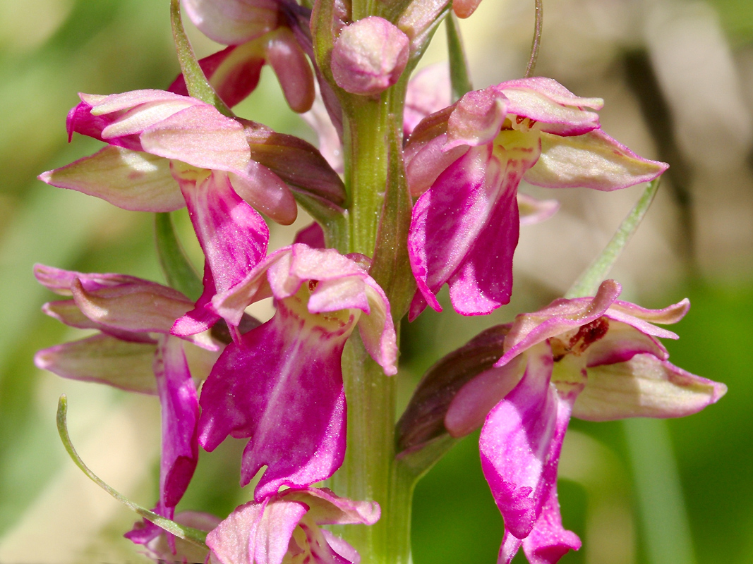 Glandage (Drôme),<br />10 juin 2010