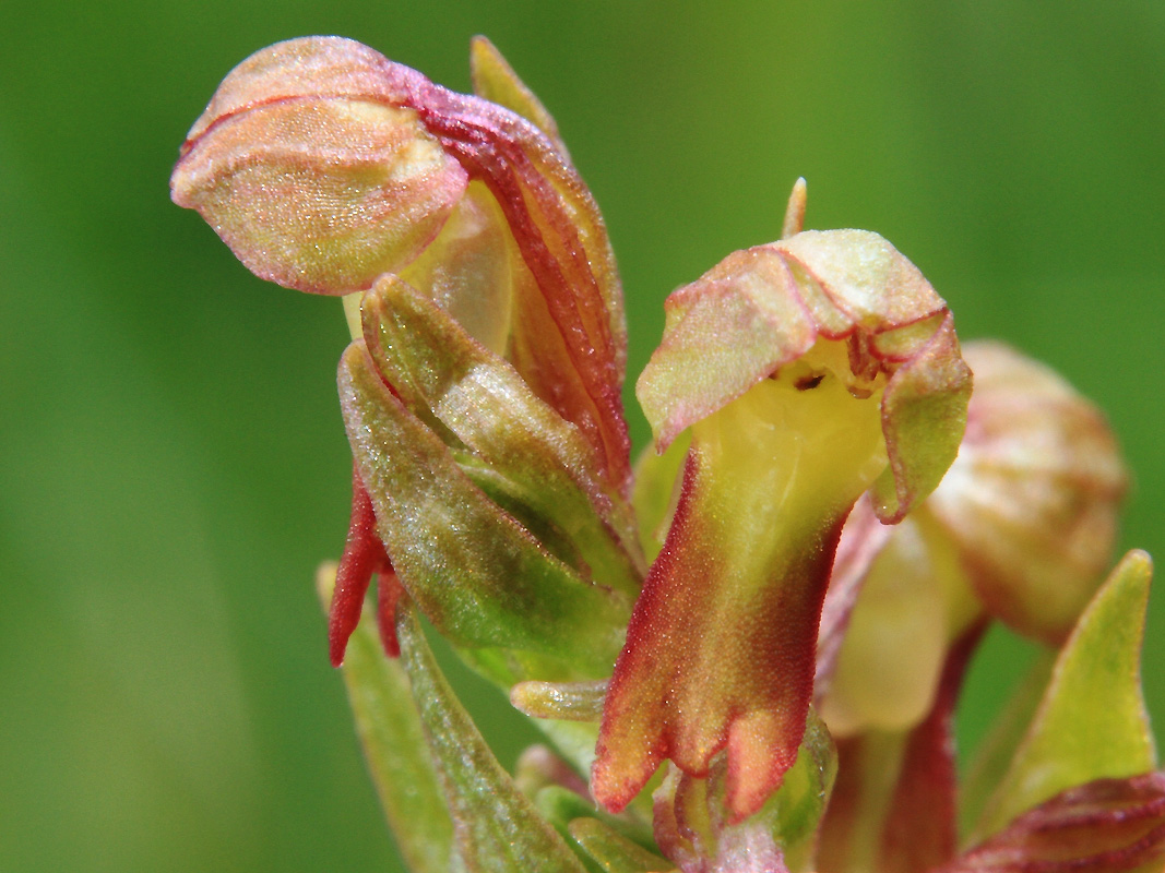 Chapareillan (Isère),<br />15 juin 2011