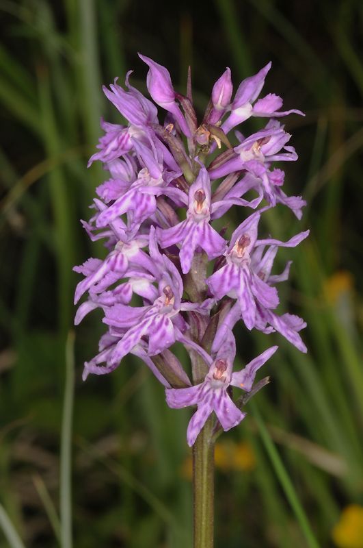Boulc (Drôme), 8 juin 2010