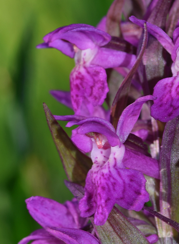Claveisolles (Rhône),<br />17 mai 2014