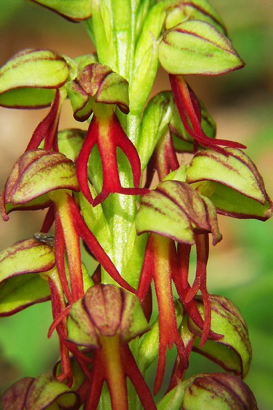 Vif (Isère), 30 avril 2006