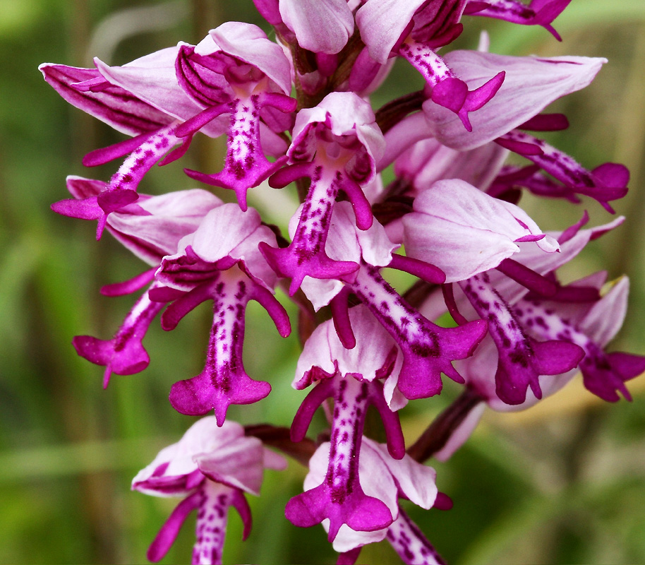 Trept (Isère), 16 mai 2010