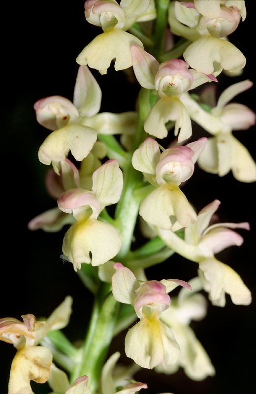 Vercors (Drôme), 1 juin 1995