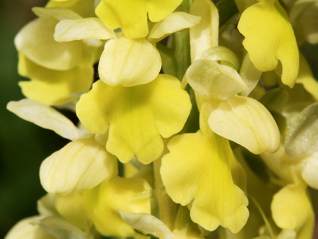 Flachères (Isère),<br />21 avril 2012