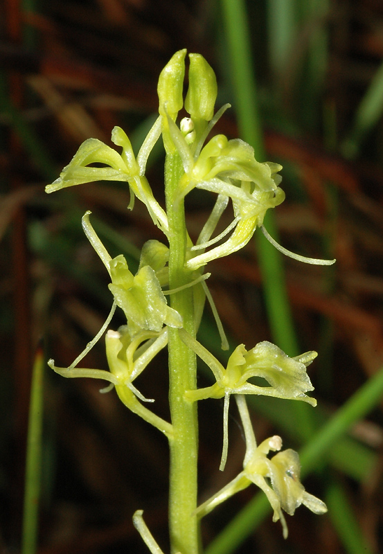 F0590LloeseliiMaraisLavours01 07 06 09D8561