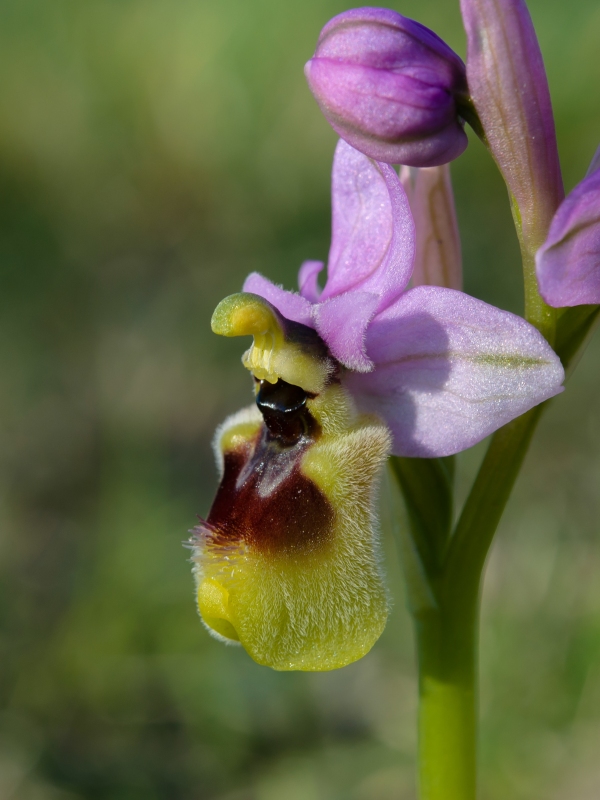 neglecta les tourrettes 26 EDZ06042015 7