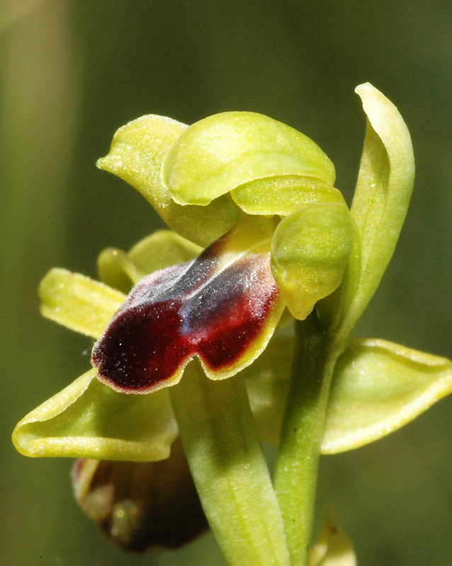 F0890OsulcataLapanouseSeverac5 6 05D1312