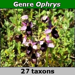 Genre Ophrys