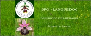 SFO Languedoc
