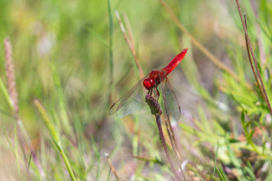 crocothemis erythraea libellule ecarlate male crocothemis erythraea libellule ecarlate male