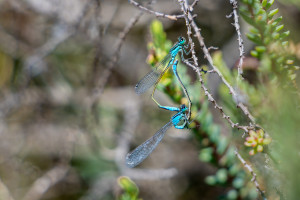 ischnura elegans agrion elegant coeur copulatoire ischnura elegans agrion elegant coeur copulatoire
