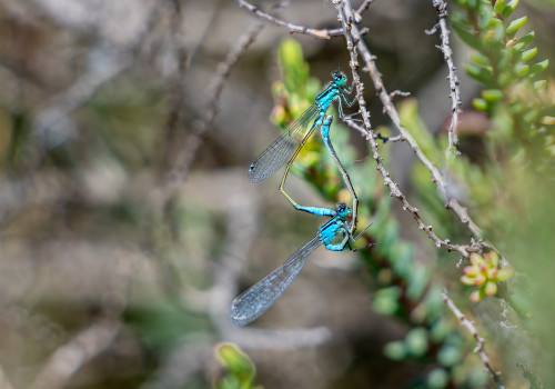 ischnura elegans agrion elegant coeur copulatoire ischnura elegans agrion elegant coeur copulatoire