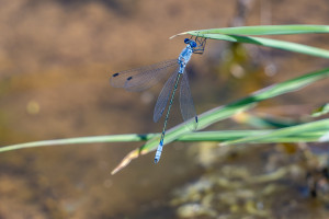 lestes macrostigma leste a grands stigmas male lestes macrostigma leste a grands stigmas male