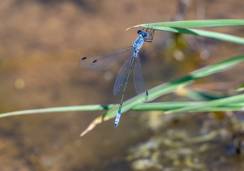 lestes macrostigma leste a grands stigmas male lestes macrostigma leste a grands stigmas male