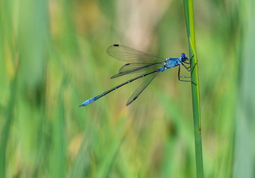 lestes macrostigma leste a grands stigmas male lestes macrostigma leste a grands stigmas male