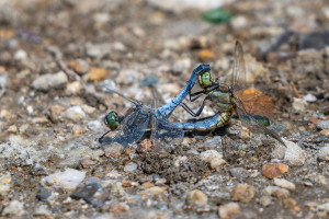 orthetrum cancellatum orthetrum reticule male coeur copulatoire orthetrum cancellatum orthetrum reticule male coeur copulatoire