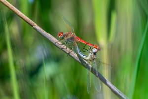 sympetrum fonscolombii sympetrum a nervures rouges coeur copulatoire sympetrum fonscolombii sympetrum a nervures rouges coeur copulatoire