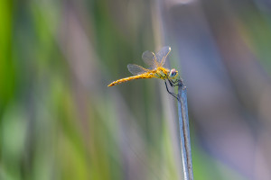 sympetrum fonscolombii sympetrum a nervures rouges femelle sympetrum fonscolombii sympetrum a nervures rouges femelle