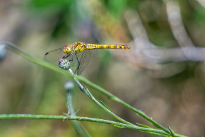 sympetrum striolatum sympetrum strie femelle sympetrum striolatum sympetrum strie femelle