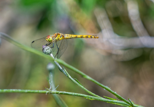 sympetrum striolatum sympetrum strie femelle sympetrum striolatum sympetrum strie femelle