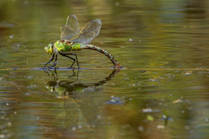 anax imperator anax empereur femelle anax imperator anax empereur femelle