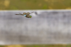 anax parthenope anax napolitain male anax parthenope anax napolitain male