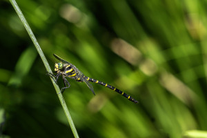 cordulegaster boltonii le cordulegastre annele male cordulegaster boltonii le cordulegastre annele male
