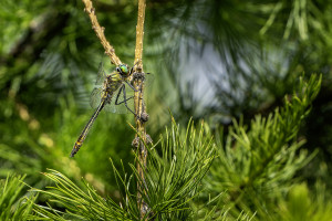 cordulia aenea cordulie bronzee male cordulia aenea cordulie bronzee male