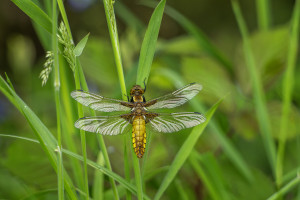 libellula depressa la libellule deprimee femelle libellula depressa la libellule deprimee femelle